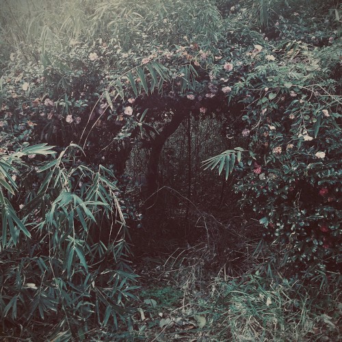 deep forest