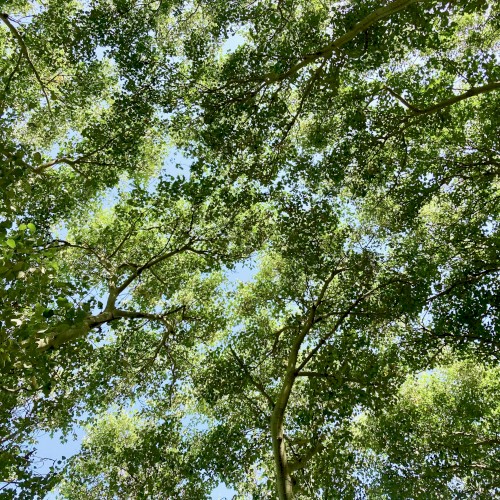 Into the Green
