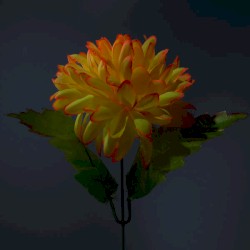 Maldoror