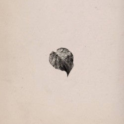 Haven Lea (acoustic)