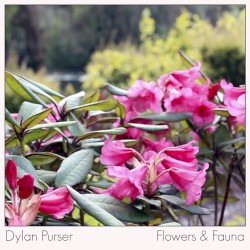 Flowers & Fauna