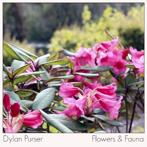 Flowers & Fauna