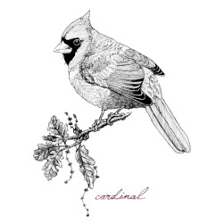 Cardinal