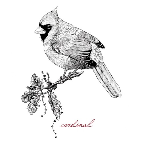 Cardinal