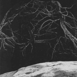 The Towering Roots