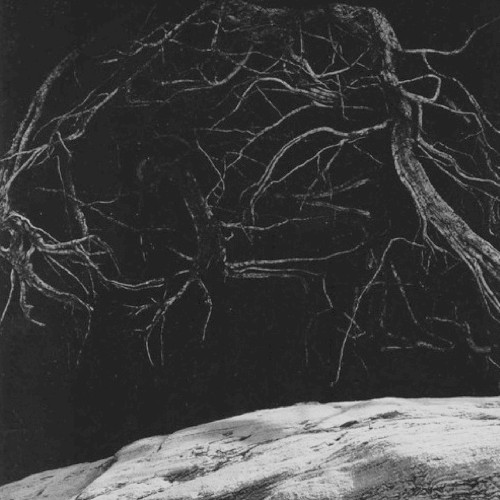 The Towering Roots