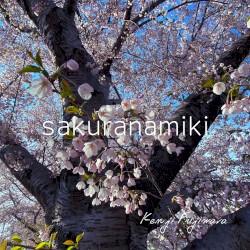 sakuranamiki