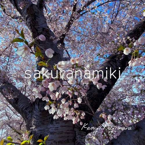 sakuranamiki