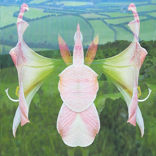 Amaryllis Dream
