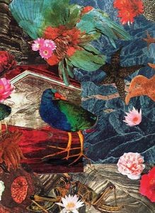 Takahe Collage