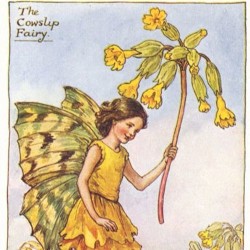 La fée des coucous (Toccatina)