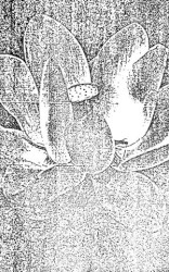 Windowing