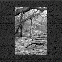 woundfont & Mae’r Danae Sŵn