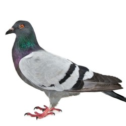 Talking to Birds