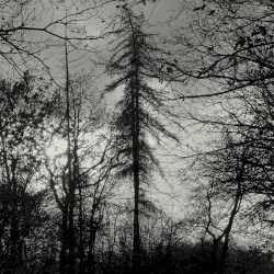 Feral Earth