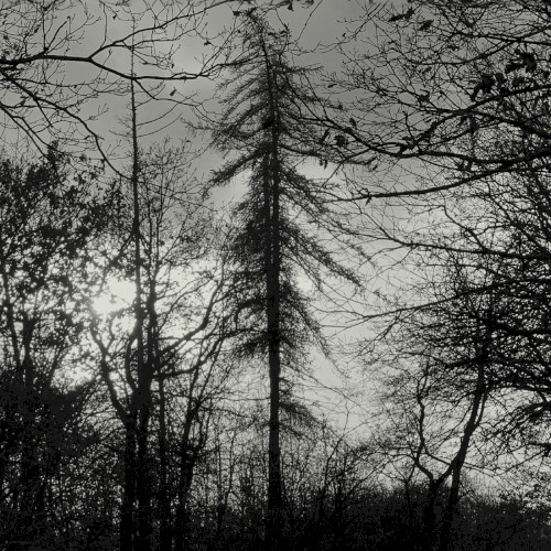 Feral Earth