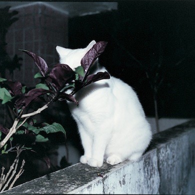 東京カラー