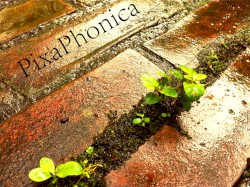 PixaPhonica #1