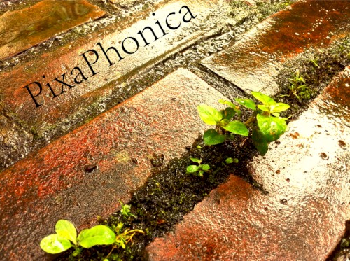 PixaPhonica #1