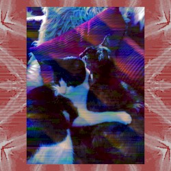 Maisy