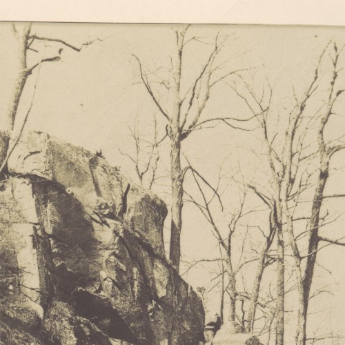Wild Works Volume 16