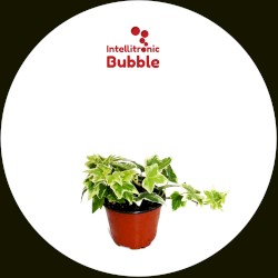 Hedera Helix