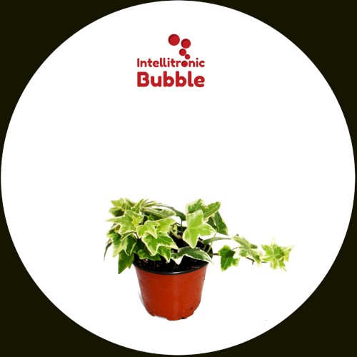 Hedera Helix