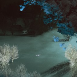 Death of the Wolf
