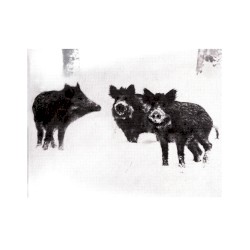 Naked Pigs