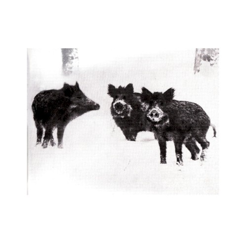 Naked Pigs