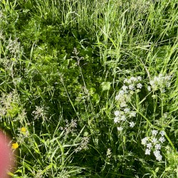 on the grass