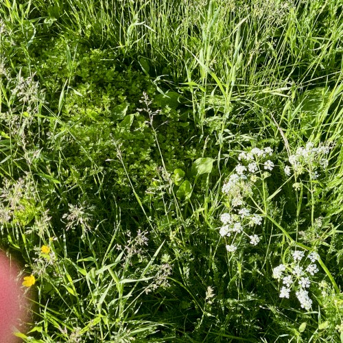 on the grass