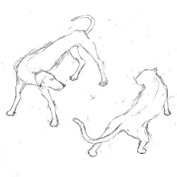 Dogs & Cats (acoustic)