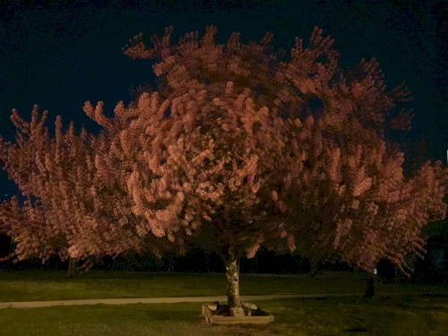 The Crystalline Tree