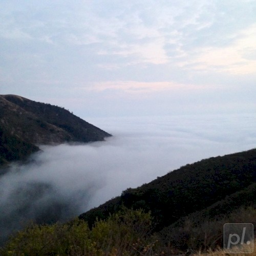 Pfeiffer Mists
