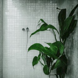 Wilt
