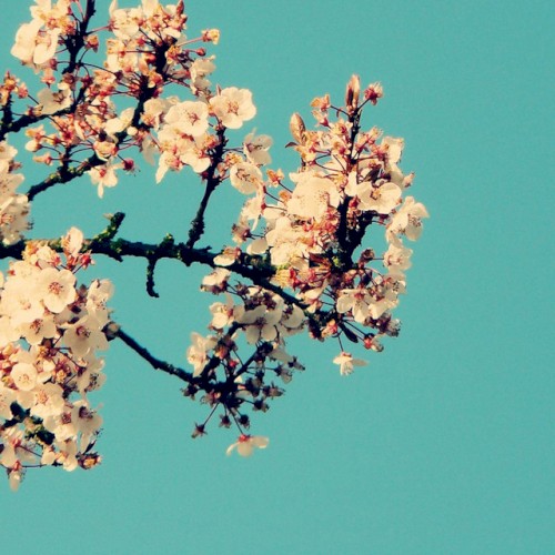 magnolia