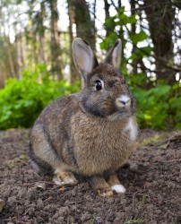🐇