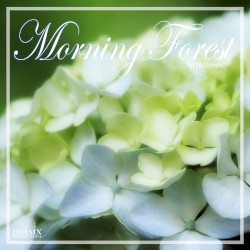 Morning Forest