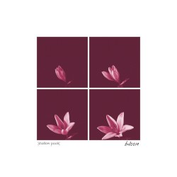 Bloom