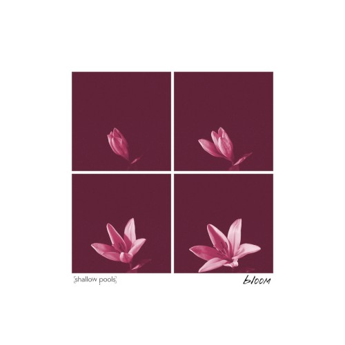 Bloom