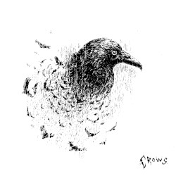 crows