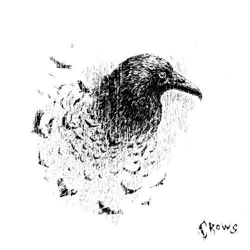 crows
