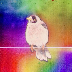 Digital Bird Matrix (re-edit)