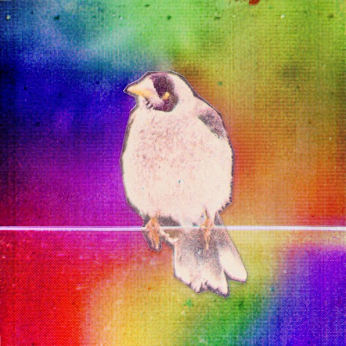 Digital Bird Matrix (re-edit)