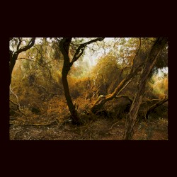 Fallen Trees
