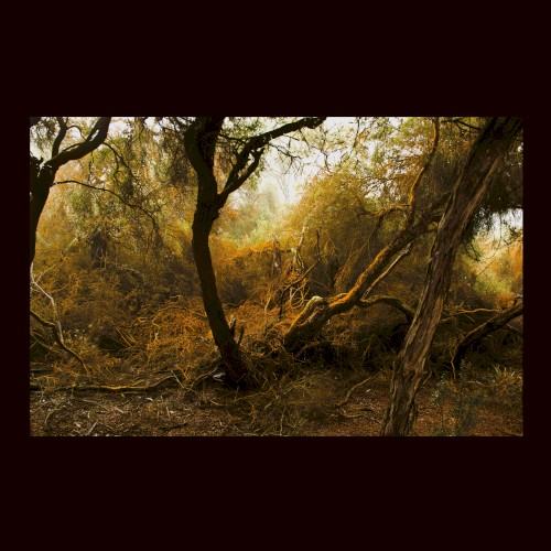 Fallen Trees