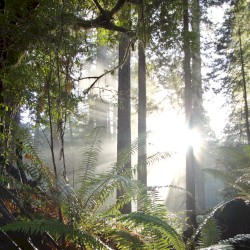 Echoes of the Wood: Branch I