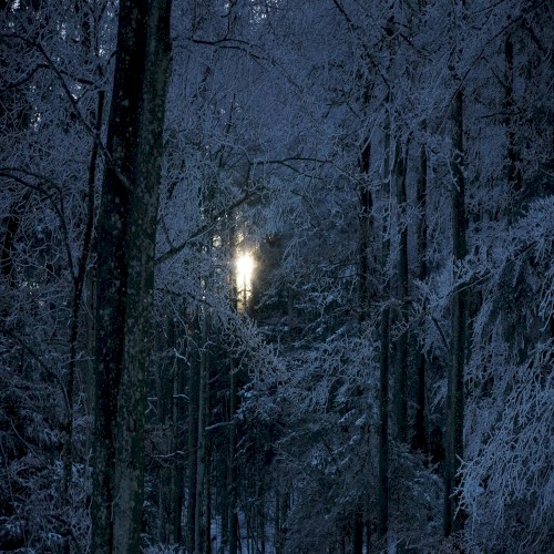 Winter Nights