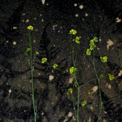 Pollen